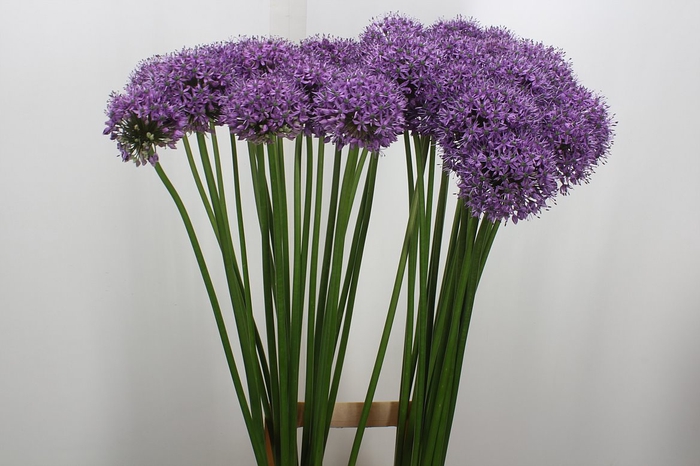 <h4>Allium Statos</h4>