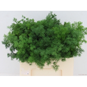ASP UMBELLATUS MYRIO 55