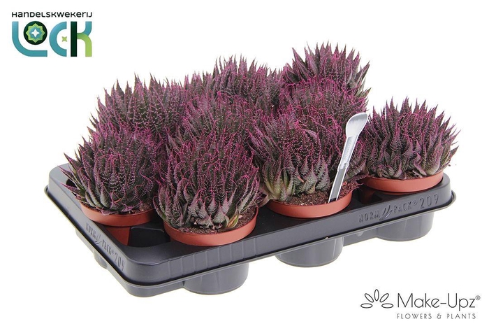 <h4>ALOE ARISTATA</h4>