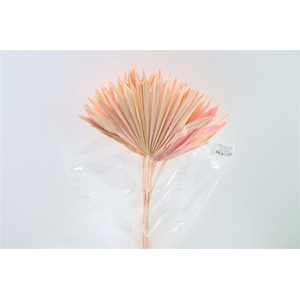 Dried Palm Sun 6pc L. Pink Bunch