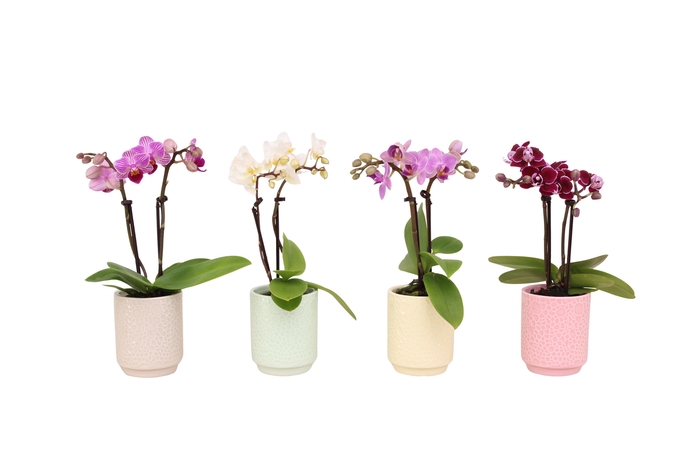 <h4>Indy Mix Tiny Dolls Mix 2T10+ Aqu@</h4>