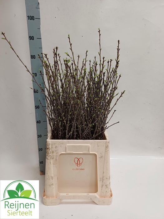 <h4>KERSENBLOESEM P BOS</h4>