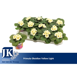 Primula Yellow Winterhard