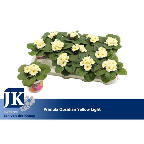 <h4>Primula Yellow Winterhard</h4>