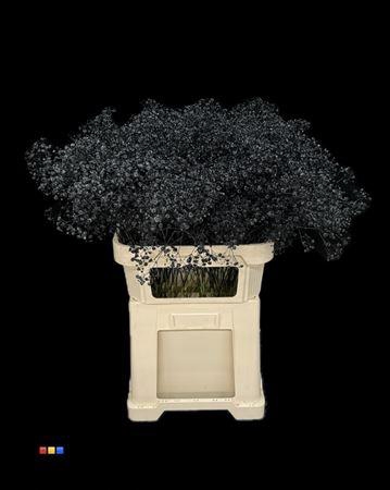 <h4>Gyps Xlence Black</h4>