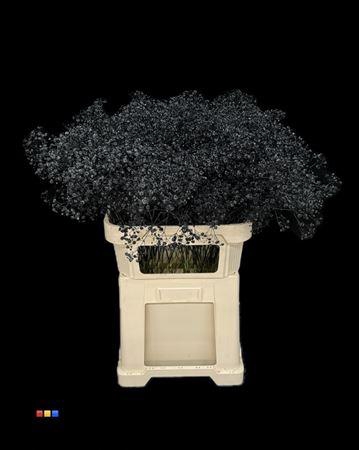 <h4>Gyps Xlence Black</h4>