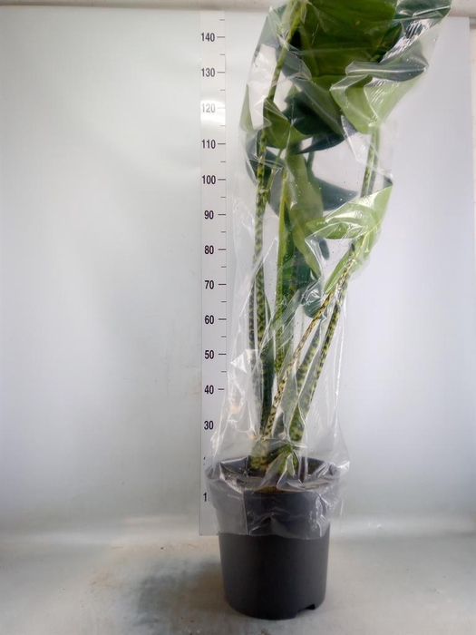 <h4>Alocasia zebrina</h4>