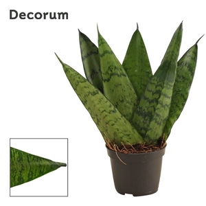 Sansevieria Zeylanica Fan 6 cm (Decorum)