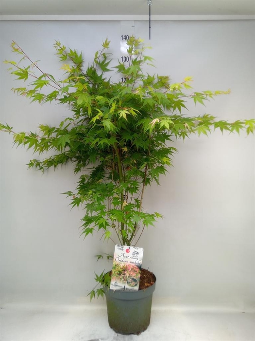 Acer   ...