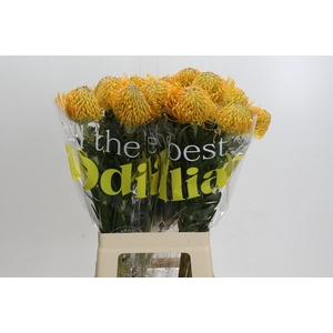 Nutans Haw Catherinae