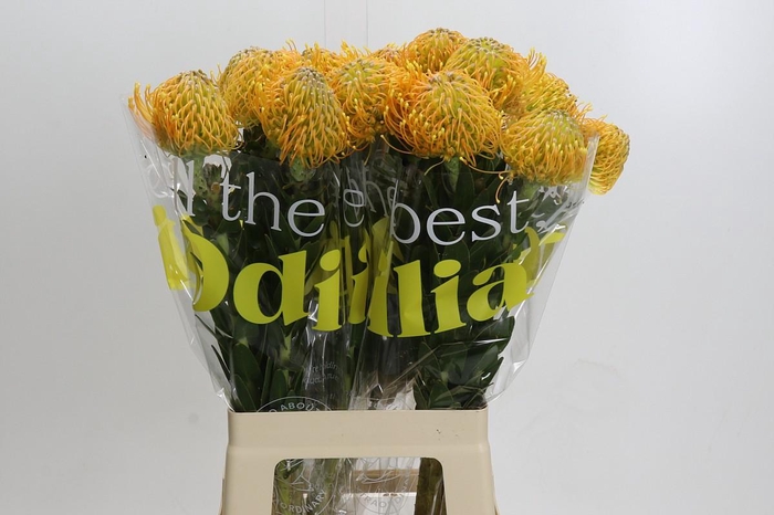 <h4>Nutans Haw Catherinae</h4>