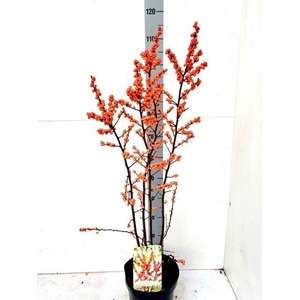 ILEX VERTICILLATA