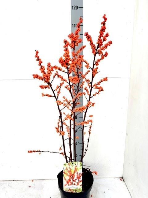 <h4>ILEX VERTICILLATA</h4>