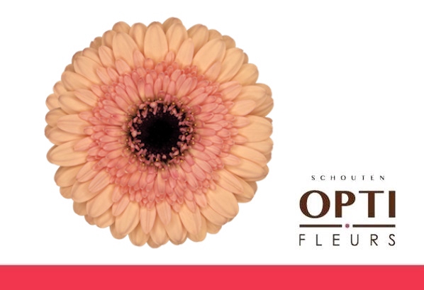 <h4>Germini Oreo Doos</h4>