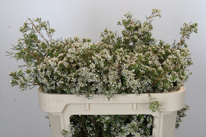 Chamelaucium Blizzard