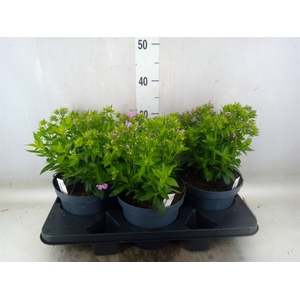 Phlox panic. 'Famous Pink'