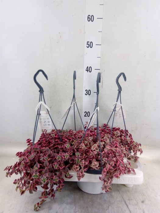 <h4>Crassula marginalis</h4>