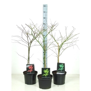 Acer palmatum Dissectum MIX P23