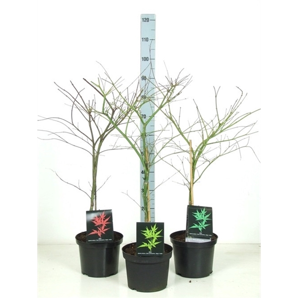 <h4>Acer palmatum Dissectum MIX P23 Full CC</h4>