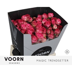R Tr Magic Trendsetter Voorn Seasons