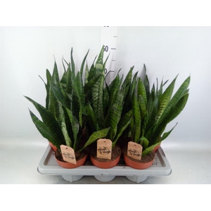 Sansevieria zeylanica