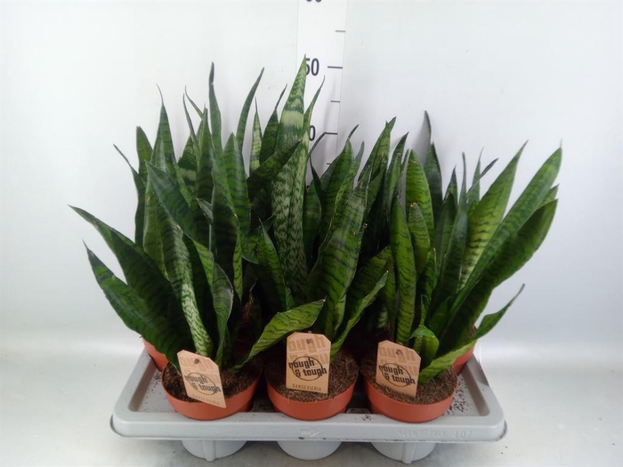 <h4>Sansevieria zeylanica</h4>