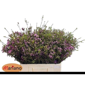 CHAME UN PURPLE PRID