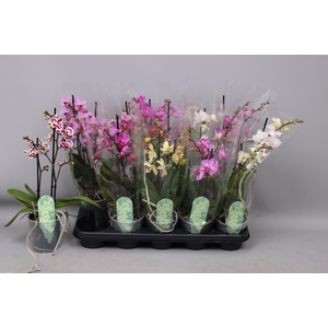 PHAL MF GEM 6 KL
