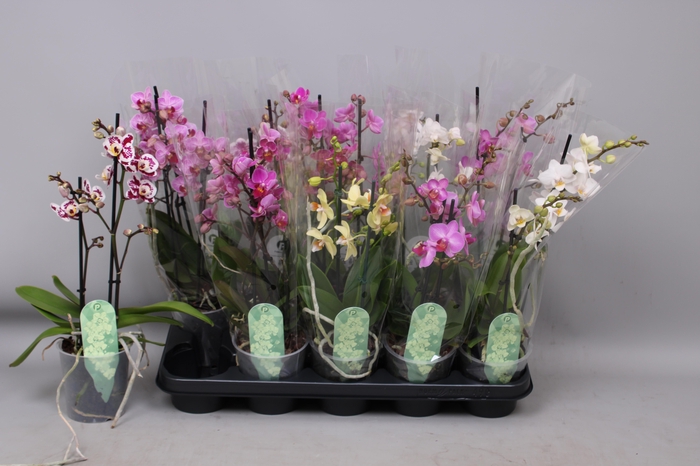 <h4>PHAL MF GEM 6 KL</h4>