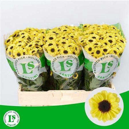 <h4>Chrysant Santini Patrese Sunny</h4>