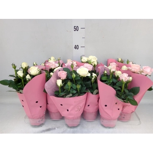 Rosa  'Infinity'   ...mix