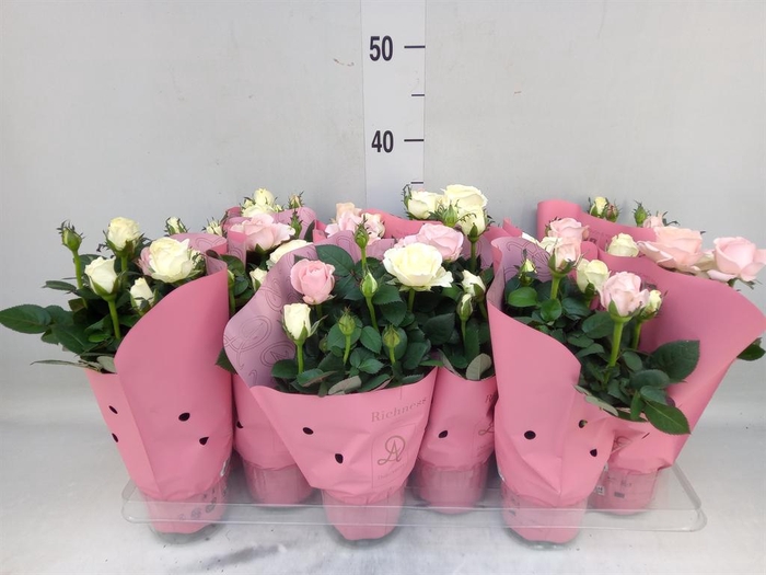 <h4>Rosa  'Infinity'   ...mix</h4>