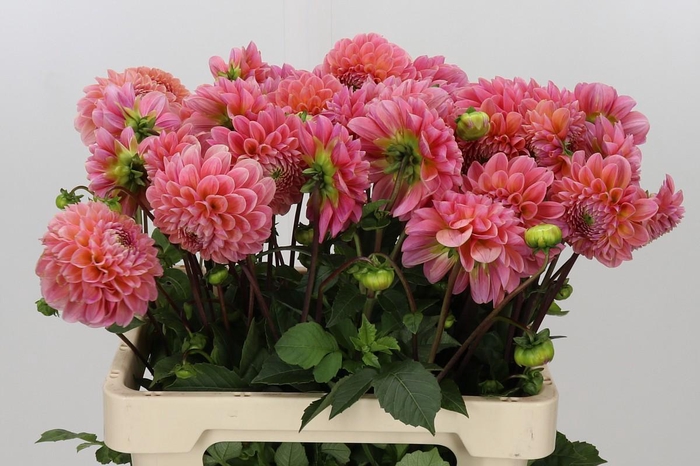 <h4>Dahlia Linda's Baby</h4>
