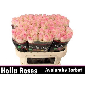 R Gr Avalanche Sorb+