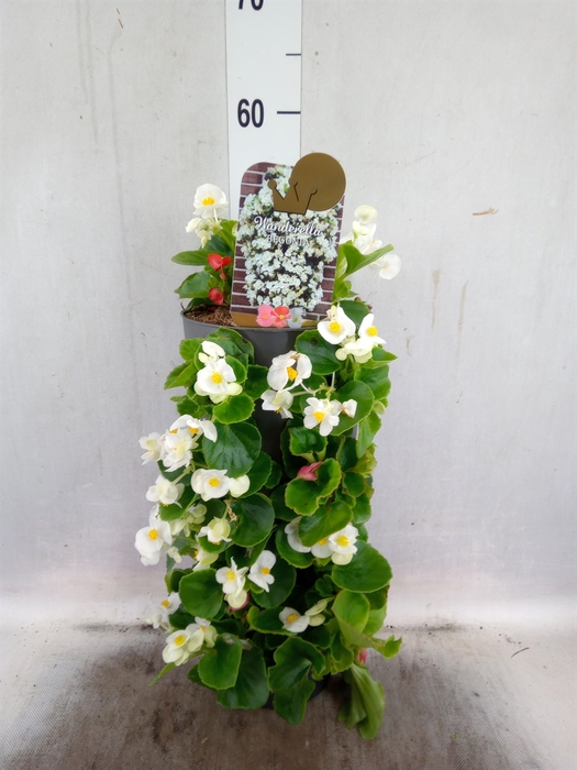 <h4>Begonia semp.   ...greenleaf mix</h4>