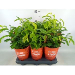 Tamarindus indica