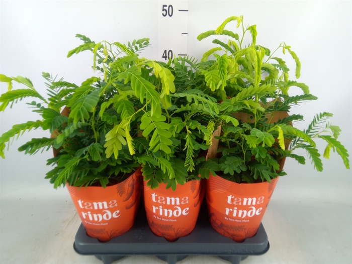 <h4>Tamarindus indica</h4>