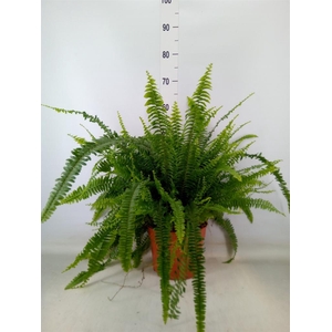 Nephrolepis exal. 'Green Lady'