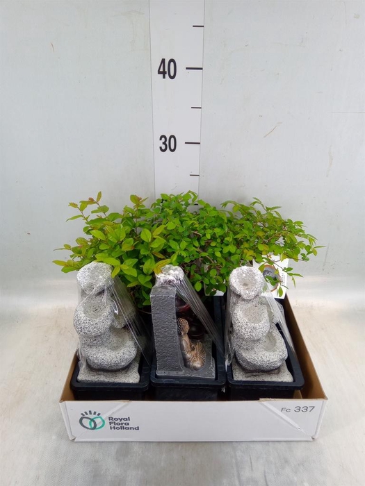 <h4>Bonsai ...mix</h4>