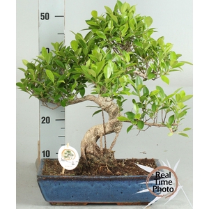 BONSAI GEM