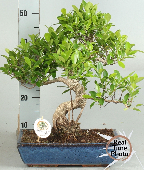 <h4>BONSAI GEM</h4>