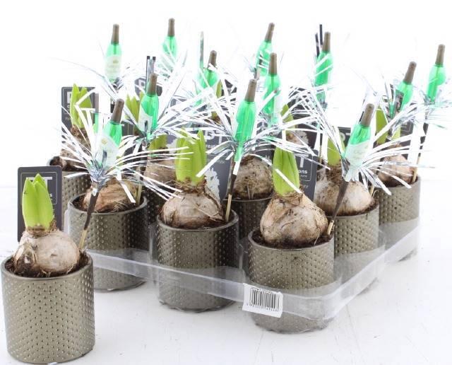 <h4>ARR HYACINTH</h4>