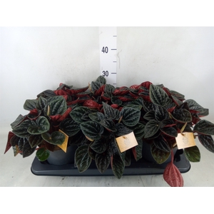 Peperomia caperata   ...