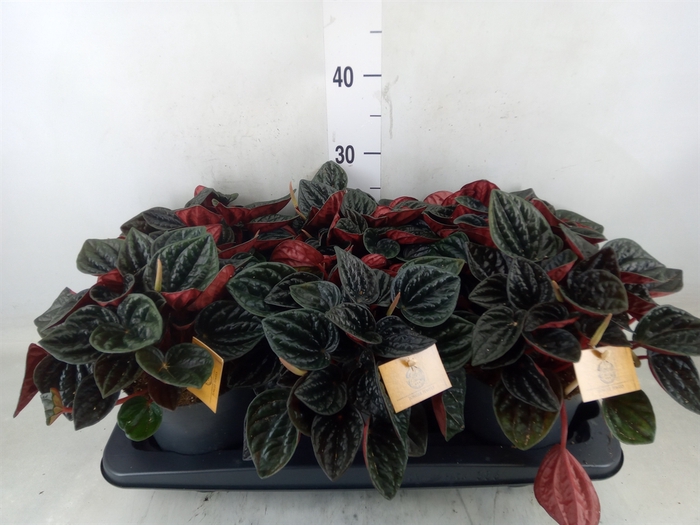 <h4>Peperomia caperata   ...</h4>