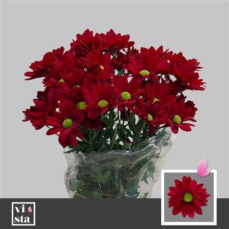 <h4>Chr T Ruby Star</h4>