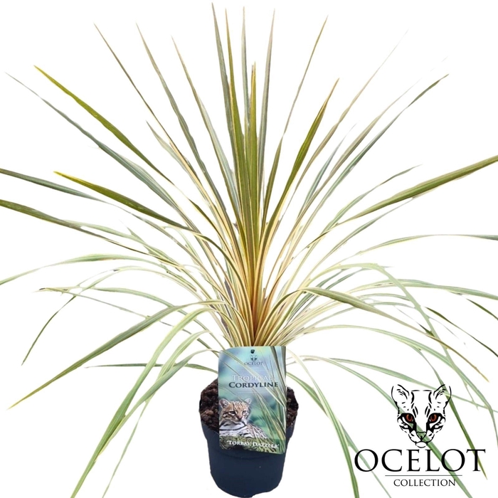 <h4>Cordyline australis 'Torbay Dazzler'</h4>
