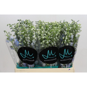 Delph Du Elatum Guardian Lavender