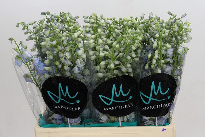 <h4>Delph Du Elatum Guardian Lavender</h4>