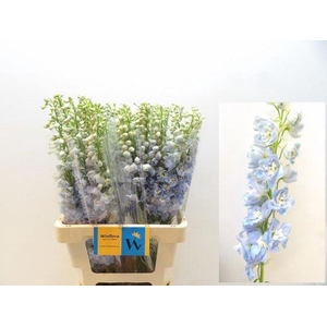 DELPH DU MAG FSKB WB