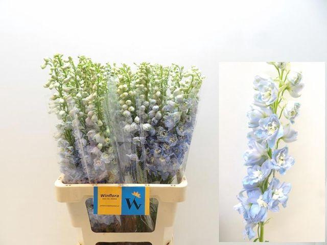 <h4>DELPH DU MAG FSKB WB</h4>